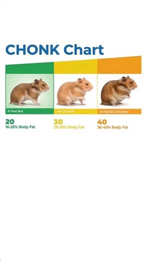 The CHONK Chart (hamster edition) #hamster