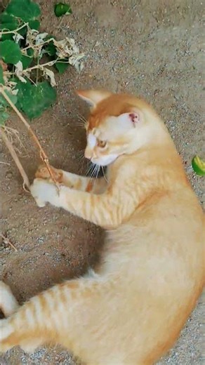 cute cat lovely moments😻 lovely mood🐈#cat videos #trending#shorts#viral #animal