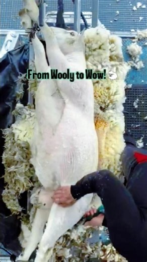 Sheep Shearing Season 🐑✂️ Dry Weather + Skilled Hands = Perfect Fleece!