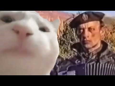 Cat Vibing to Remove Kebab or Serbia Strong