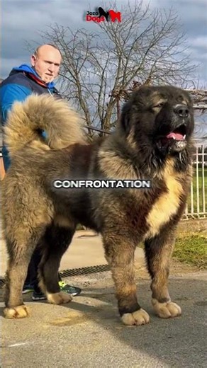 5 Guardian Dogs That Wolves Respect #dog #guardian #shorts