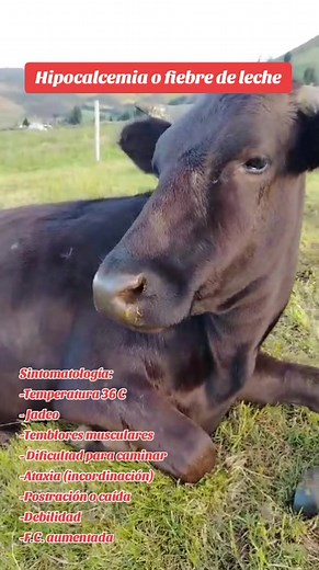 La fiebre de leche en vacas, también conocida como eclampsia o tetania puerperal, es un trastorno metabólico que se caracteriza por una disminución de calcio en la sangre, vídeo cortesía del Dr. @Bernard Nicolalde #viral #casoclinico #enfermedad #hipocalcemia #fiebredeleche @Juan Pablo Reyes @Ing.Boris_Ortega @Pedro Fernandez23 @👨🏽‍⚕️🐴 @adrianorellana175 @Adrian Chavez @Alexander Yanez @Alex Collaguazo @Abraham Az @Adrian Llumiquinga @agrodimeza9 @AgroGanaderia - Red de Impulso @Agroinsumos C
