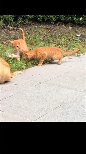 🐱💥 Cute Kittens Fighting for Food 😻 Funny & Adorable Feeding Moment 🍗✨