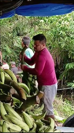 COSECHA DE PLÁTANO ARTON – UNA COSECHA INCREÍBLE EN EL CORAZÓN DE LA NATURALEZA