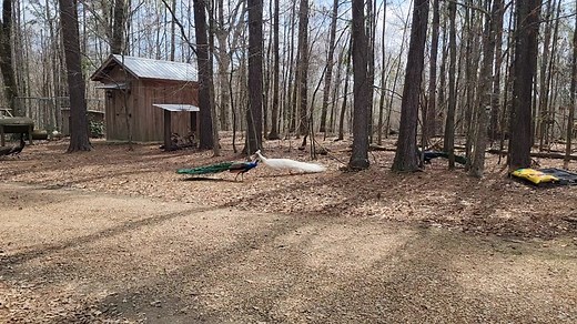 Spring breeding season in full swing.