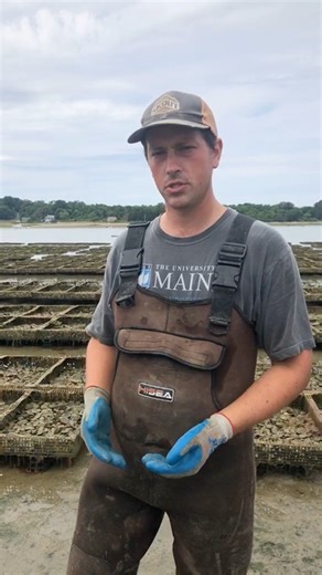 Island Creek Oysters on Instagram: "Our Aunt Dotty Farm Manager, @farmer_rankin takes us on a tour of the Aunt a Dotty Farm at low tide out in beautiful Saquish Neck at the end of Duxbury Beach. He drops some quick farm knowledge and tastes the Aunt Dottys next to their wild grown neighbors, the Belon."