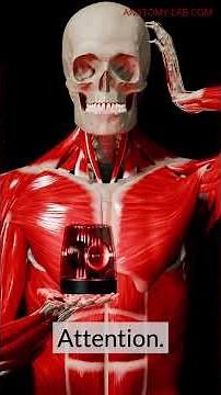 Understanding Pain: How to Identify & Interpret It | Pain Series Part 1