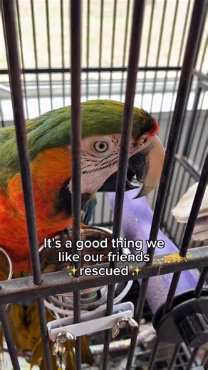 Our rescue takes in the “unadoptable” birds, the trauma birds, the “untrainable” birds, the hospice-care birds. We don’t rely on funding from adoptions so we are able to take in birds that other rescues can’t. Our focus is healing through rehabilitation, education, and long-term care in a sanctuary setting. We understand their scars because we have our own, and we’ll never give up on them. 🙏 #animalrescue #birdsanctuary #parrots | Mulberry Acres Rescue