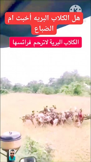 414K views · 893 reactions | الكلاب البريه تنهش الغزال بدون رحمه  Wild dogs attack deer without any mercy #التمساح #lions #حيوانات #النمر #الاسد #animals #buffalo #الجاموس #wilddogs #hyenas #الحمار #zebra | الحيوانات البريه والمفترسه Wild and predatory animals | Facebook