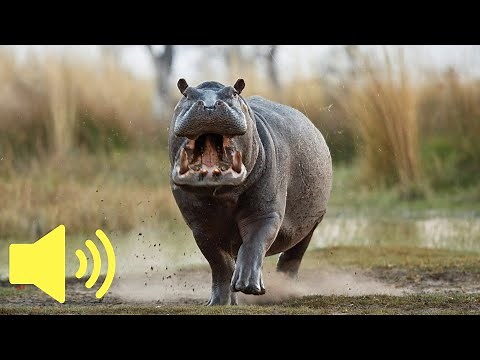 What does a Hippo sound like? (Hippopotamus) - Animal Sounds
