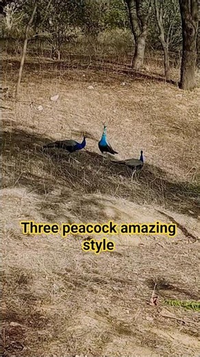 End of the video 🔥🔥 #birds #peacock #nature #indian_peafowl