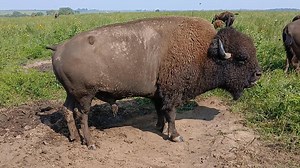 289K views · 2.5K reactions | The bison rut has begun! 怜 From late July through August, male bison (bulls) compete for the chance to mate. You’ll hear deep bellows echoing across the prairie—these vocalizations are a way for bulls to show off their strength and ward off rivals. Sound on to experience this powerful natural behavior! Video: Bull bison standing in a bison wallow grunting. Credit: Nancy Corona/USFWS | Neal Smith National Wildlife Refuge | Facebook