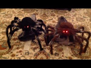 Tekky Toys Jumping Spiders