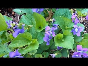 How To Grow Common Blue Violets, or American Violets #gardeninginmyyard