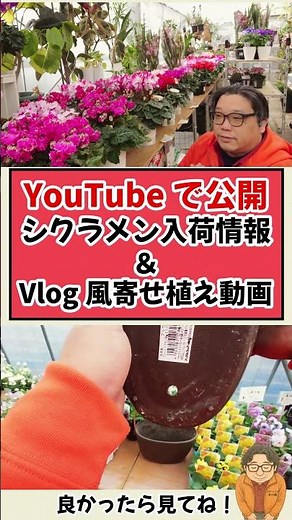YouTube動画 シクラメン入荷情報＆Vlog風寄せ植え動画公開中！