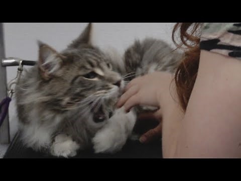 Giant Maine Coon cat ATTACKS groomer