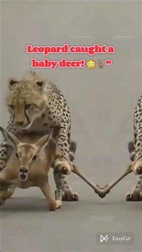 Leopard Kills Baby Deer & Carries It Up Tree 😱 #shorts