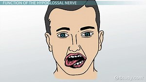 Hypoglossal Nerve | Functions, Test & Damage