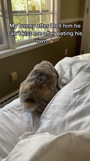 He’s dramatic #rabbit #rabbitsoftiktok #bunny #bunnycare #pets #Petsoftiktok #freeroam #freeroambunny #freeroaming #bunnies #rabbits #pet #cute #cutebunny #cuterabbit #rabbitfood #hollandlop #fyp #bunnylove #funnybunny #funnypets #bunnylove #bunnymom #petmom #bunmom #petparent #makemeyourvillain