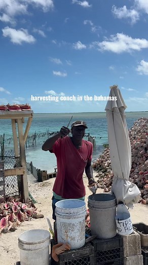 Explore Conch Cuisine: Discovering Bahamas’ Delicacies