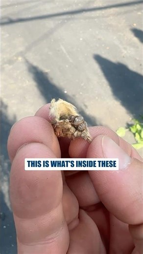 What’s Hiding Inside Bagworms 🐛 | Pest Control Close-Up #shorts