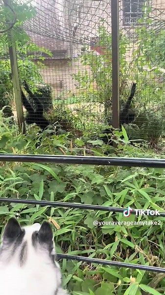 Puppy's First Day at the Dog-Friendly Zoo