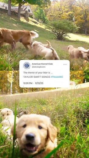 21K views · 68 reactions | If your breeder told you this was the litter theme, what would you choose as your registered name?? 樂  #thisisakc | American Kennel Club | Facebook