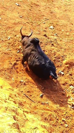 🔥😡Bull power #bull #redbull #indi😫a 🥶💪#power 💪👉😎