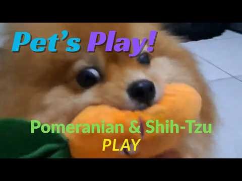 Another Day, Another Play Pomeranian & Shih Tzu