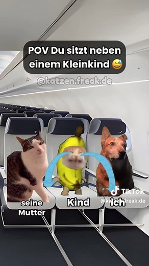 Urlaubs-Katzenvideos: Lachen und Entspannen!