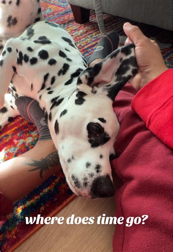 no, for real though, where does time go? 😭 #dalmatian #agirlandherdog #growingup #makeitmakesense