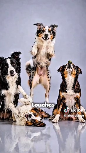 Border Collie × Papillon : le chien intelligent et vif à connaître