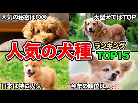 【2023年最新版】人気の犬種ランキングTop15