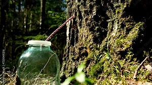 Collecting Sap From Silver Birch Tree In Spring Betula Pendula, Raw Juice Dripping From The Tube. Collecting Birch Sap In The Forest. Harvesting Of Birch Sap In A Spring Forest in Estonia Wild
