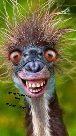 drôle essaye de ne pas rire