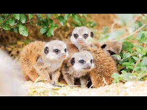 ミーアキャットの赤ちゃんが4頭産まれました！【体重測定も】