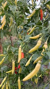 Chili Plants in Rice Fields or Golden Cayenne Pepper or Capsicum annuum Named Lombok Setan in indonesia Stock Video