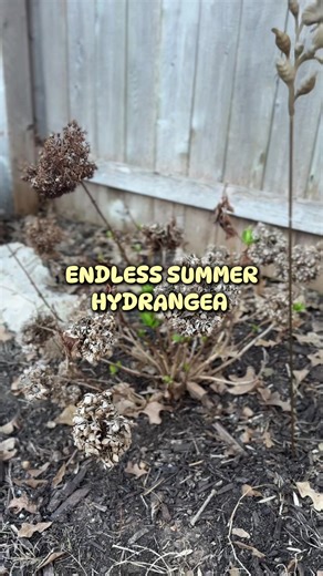Endless Summer Hydrangeas are slowly coming back to life in Zone 8B! #Texas #Zone8B #endlesssummerhydrangeas #hydrangeas #hydrangea
