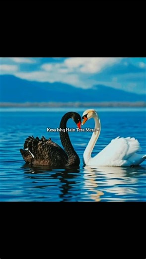 Halka Halka | Rahat Fateh Ali Khan | # Aesthetic Lyrics |