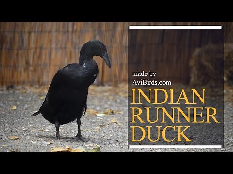 Indian Runner Duck [Anas Platyrhynchos Domesticus]