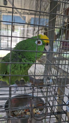 Nina the Amazon Bird Said HELLO… Then Started Whistling 😂🦜 #bird #birds #macawparrot #adorable