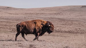 How wiping out buffalo was a strategy to bring Indigenous people under colonizer control