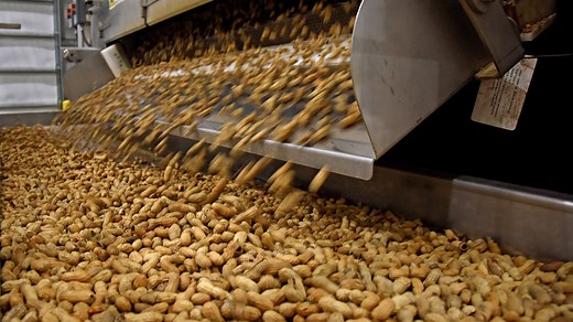 Coming Out of the Shell: North Carolina Peanuts | Homegrown| NC State University
