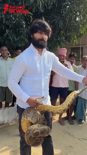 🏡🙏🐍 Murliwale Hausla | Murli Wale Hausla | Indian Rock Python | Asia Python #murliwalehaushla #ajgar
