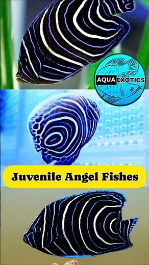 Juvenile Emperor vs Koran Angelfish —Two Of The Most Stunning Marine Angels #aquaexotics #fish