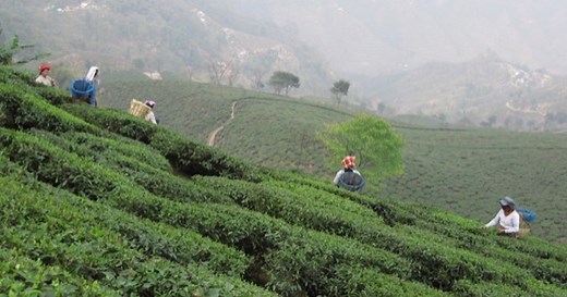 Té de la India: Beneficios y propiedades - El Club del Té