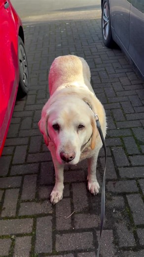 The Ultimate Guide to Labrador Guide Dogs