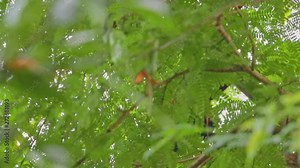 Roter Vari Lemur klettert und isst in den grünen Bäumen Masoala