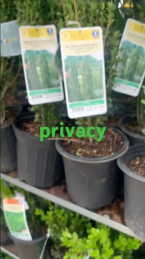 Lowe’s May Garden Center Walkthrough-Sky Pencil Japanese Holly