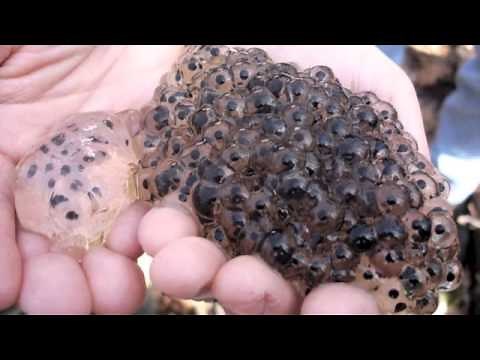 The Life Cycle of a Frog